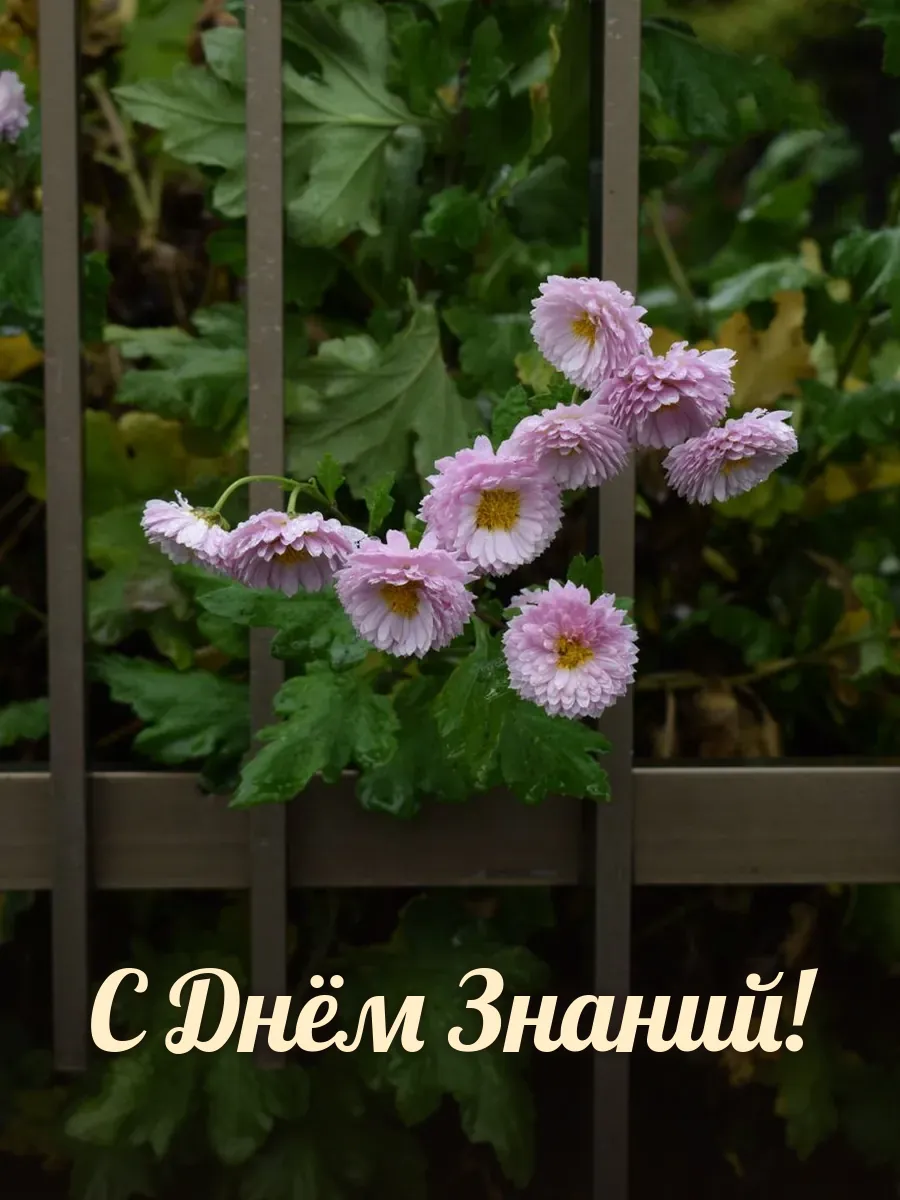 Открытка «С Днём Знаний»