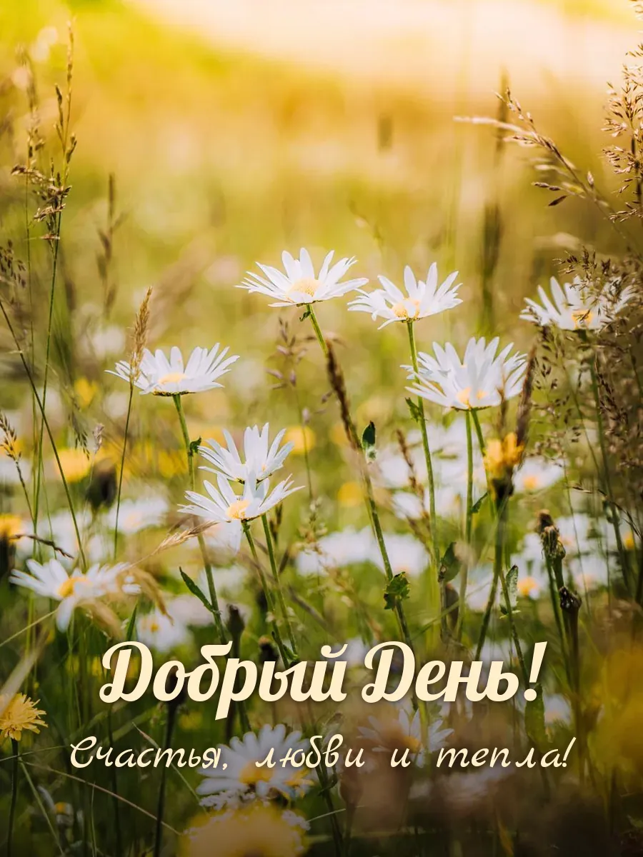 Открытка «Добрый День»