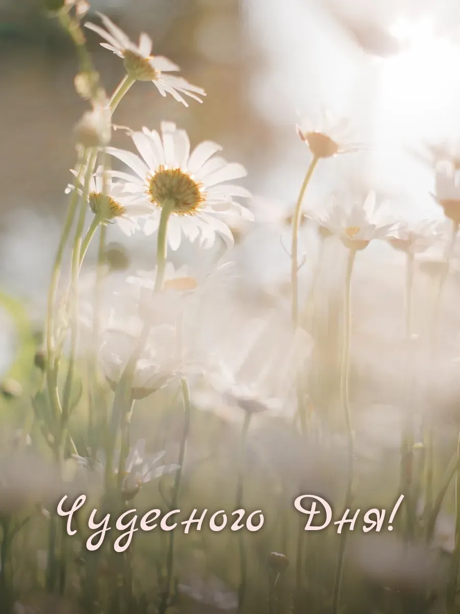 Открытка «Чудесного Дня»