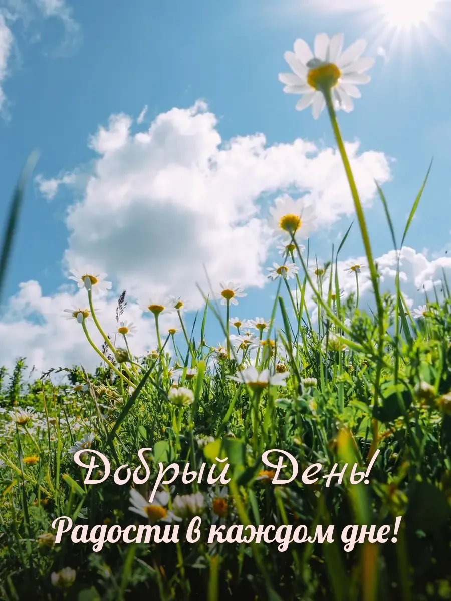 Открытка «Добрый День»