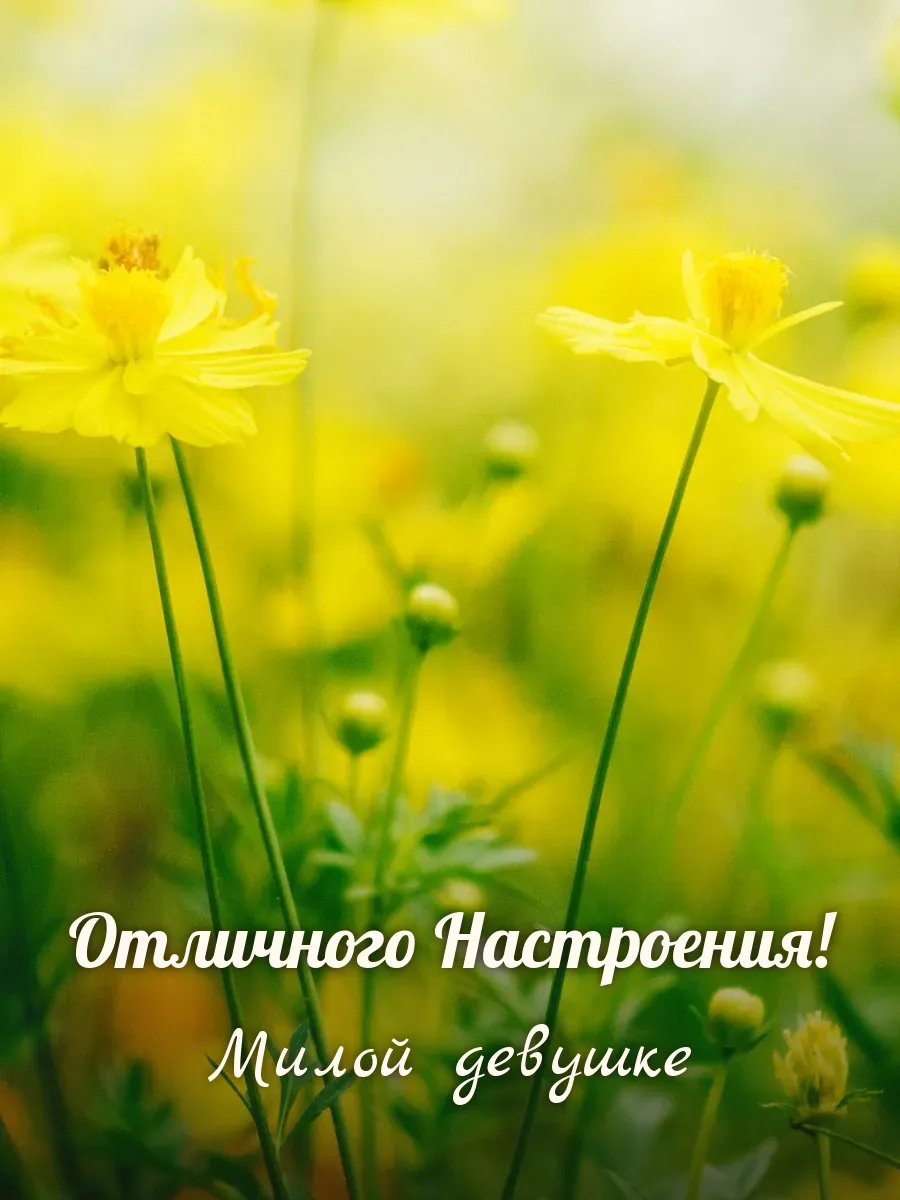 Открытка «Отличного Настроения» — милой девушке