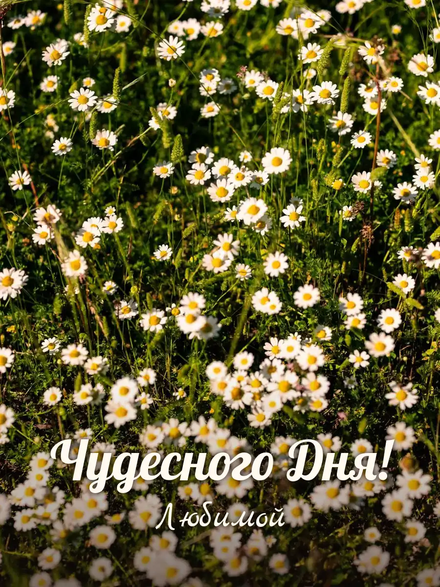 Открытка «Чудесного Дня» — любимой