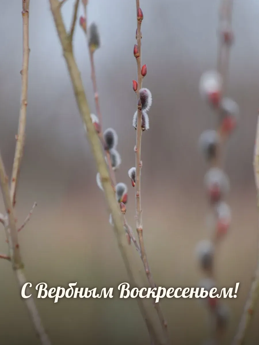 Открытка «С Вербным Воскресеньем»