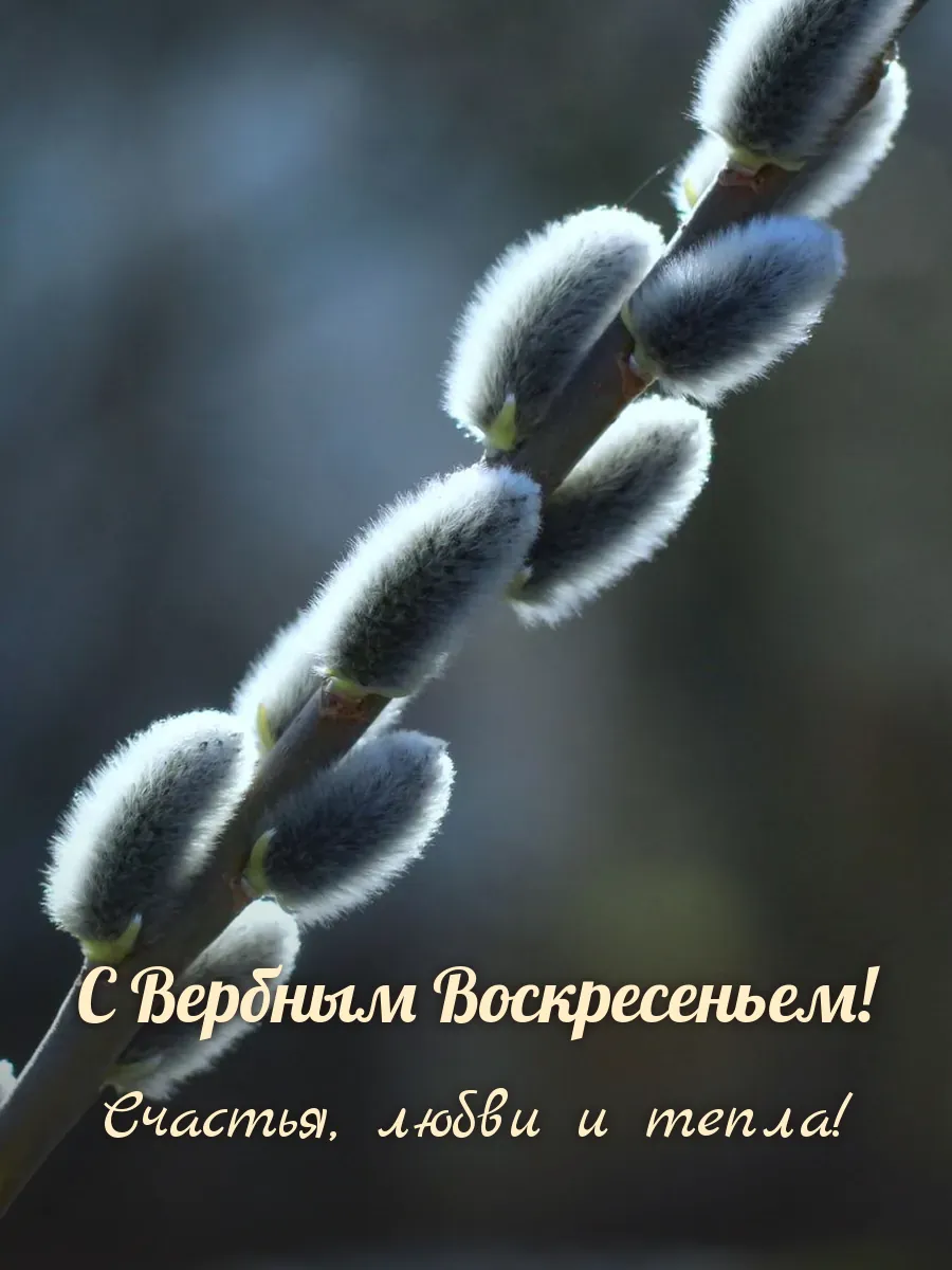 Открытка «С Вербным Воскресеньем»
