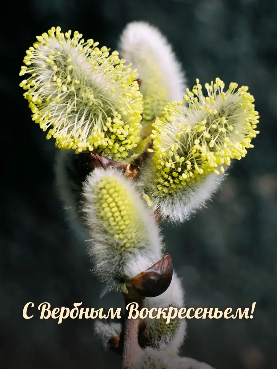 Открытка «С Вербным Воскресеньем»